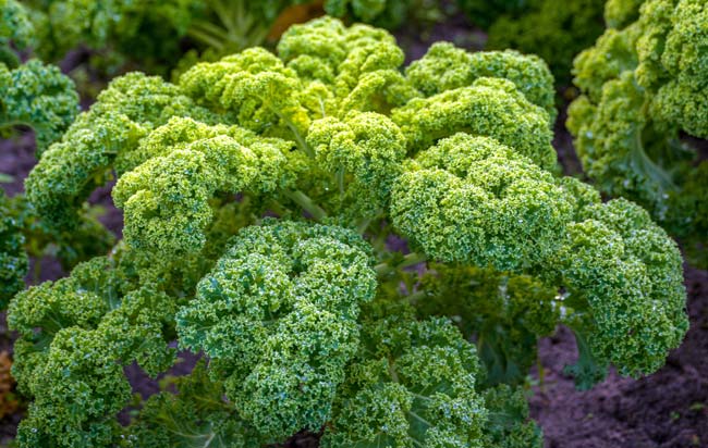 Internationales Festival Maritim in Bremen